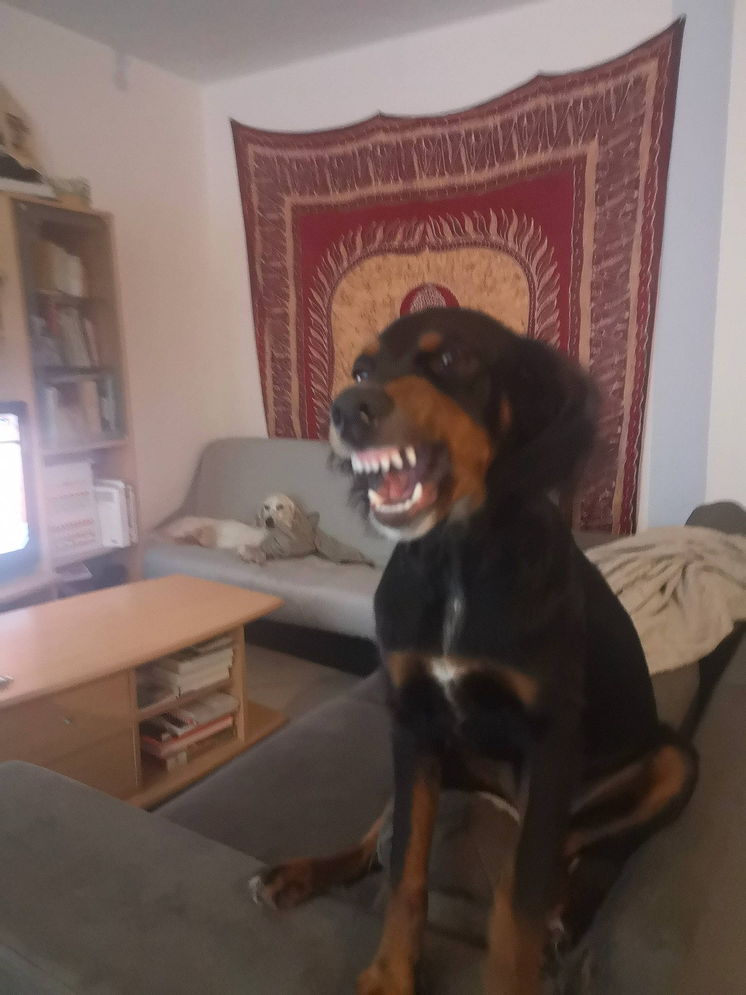 Rafale a rejoint le concours — aidez-le/la à gagner de superbes lots ! carnivore, comfort, companion_dog, curtain, desk, dog, dog_breed, fawn, floor, flooring, hardwood, jaw, liver, picture_frame, room, snout, table, whiskers, wood, working_animal