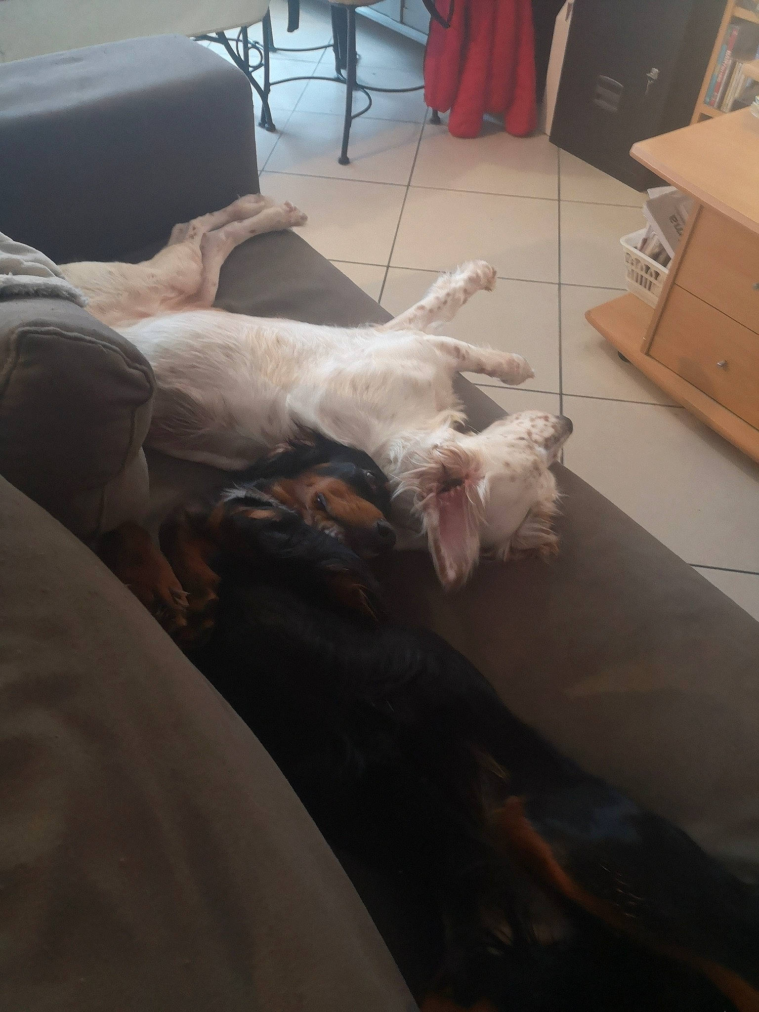 Rafale a rejoint le concours — aidez-le/la à gagner de superbes lots ! cabinetry, carnivore, chest_of_drawers, comfort, companion_dog, couch, dog, dog_breed, drawer, fawn, felidae, floor, flooring, grey, hardwood, linens, shipping_box, small_to_medium_sized_cats, whiskers, wood