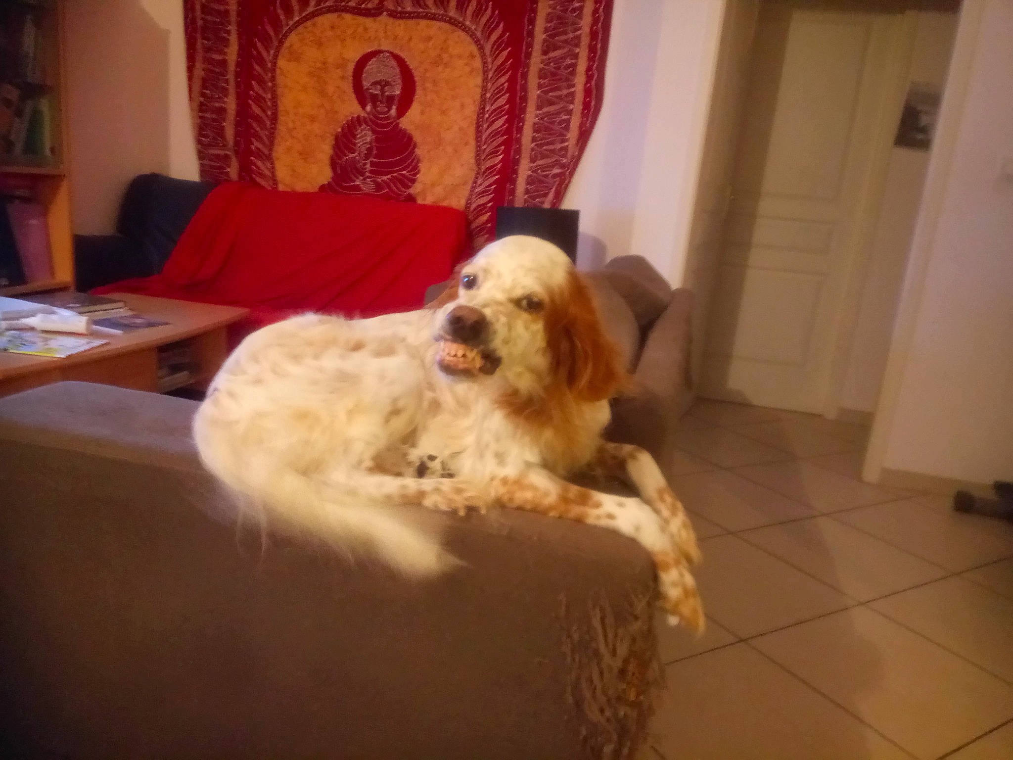 Furya participe au concours pour gagner de l'argent avec cette photo : carnivore, chair, comfort, companion_dog, dog, dog_breed, door, fawn, floor, flooring, fur, furniture, hardwood, interior_design, living_room, picture_frame, table, toy_dog, wood, working_animal