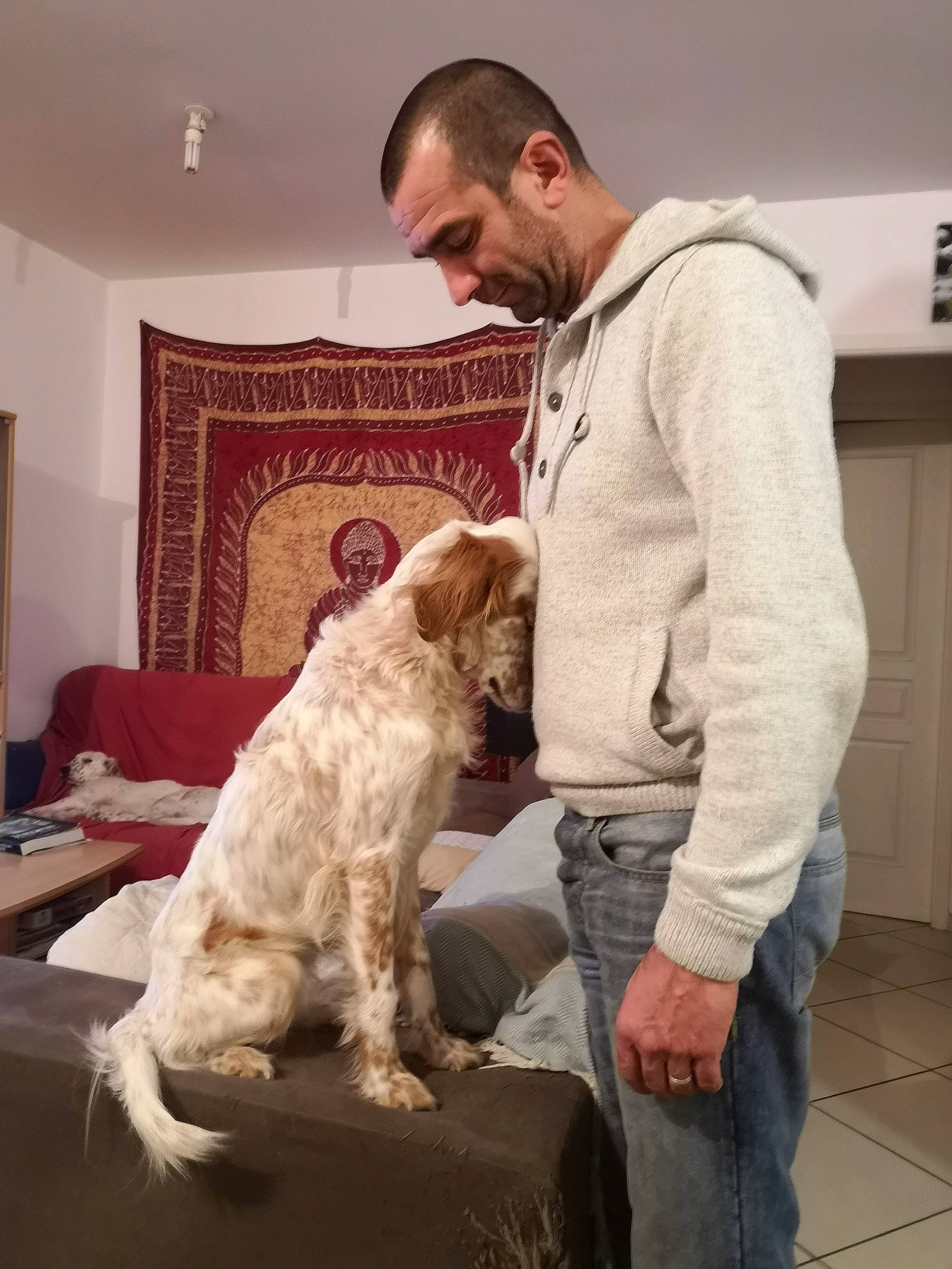 Furya participe au concours pour gagner de l'argent avec cette photo : beard, canidae, carnivore, chair, comfort, companion_dog, curtain, dog, dog_breed, flooring, fur, non_sporting_group, picture_frame, room, sitting, sporting_group, table, tail, terrier, toy_dog