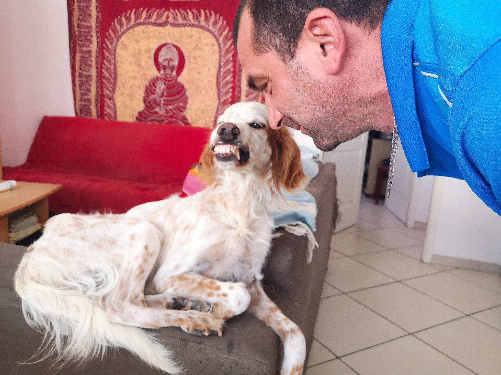 Furya a rejoint le concours — aidez-le/la à gagner de superbes lots ! borzoi, canidae, carnivore, chair, cocker_spaniel, companion_dog, dog, dog_breed, event, fawn, fur, furniture, gun_dog, happy, picture_frame, silken_windhound, spaniel, sporting_group, suit, toy_dog