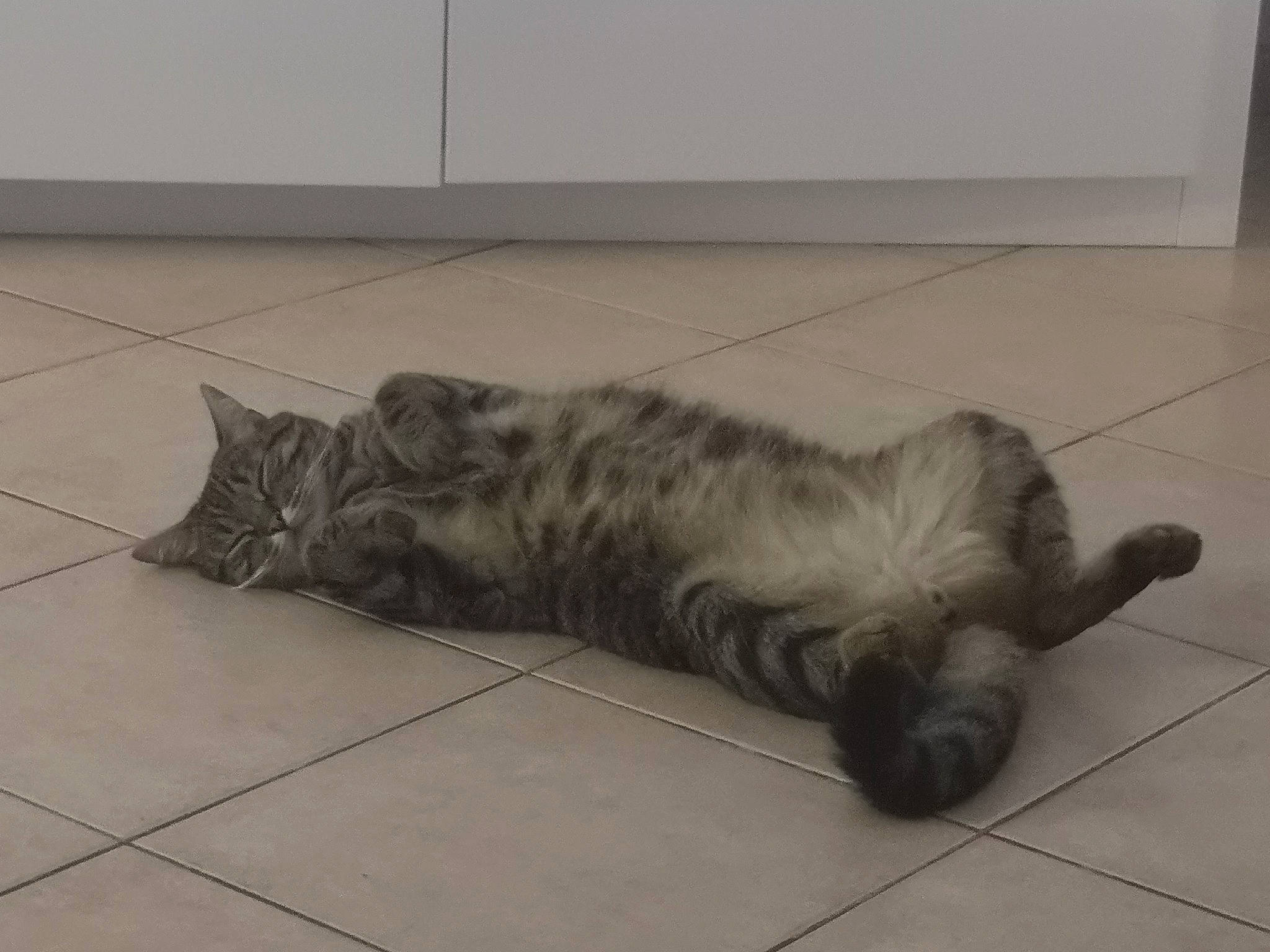 Nuage participe au concours pour gagner de l'argent avec cette photo : automotive_tire, carnivore, cat, claw, comfort, domestic_short_haired_cat, felidae, flooring, foot, fur, grey, hardwood, paw, small_to_medium_sized_cats, snout, tail, terrestrial_animal, vertebrate, whiskers, wood