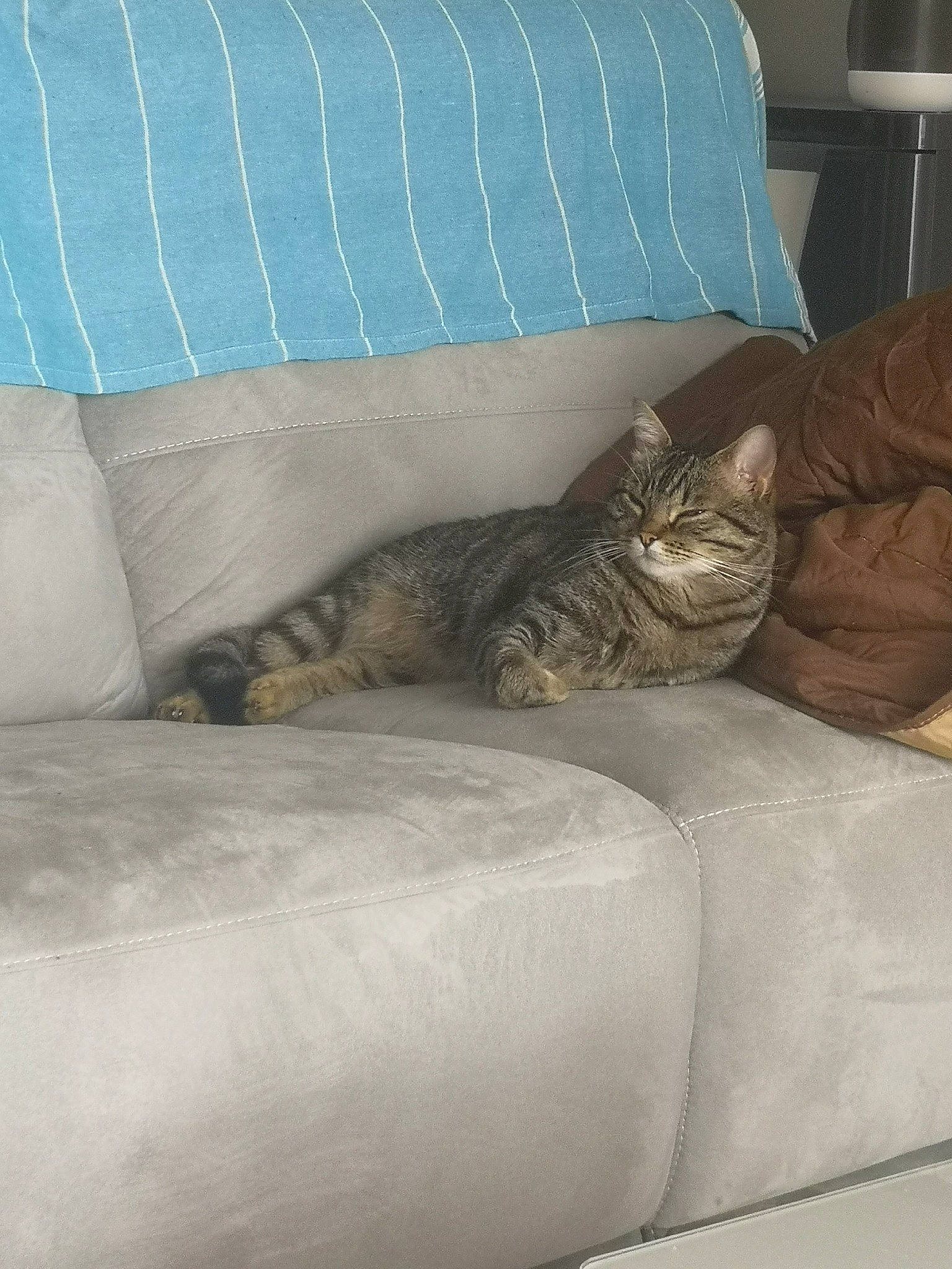 Nuage participe au concours pour gagner de l'argent avec cette photo : bedding, brown, carnivore, cat, comfort, couch, domestic_short_haired_cat, felidae, floor, flooring, fur, furniture, grey, linens, living_room, room, small_to_medium_sized_cats, textile, whiskers, wood