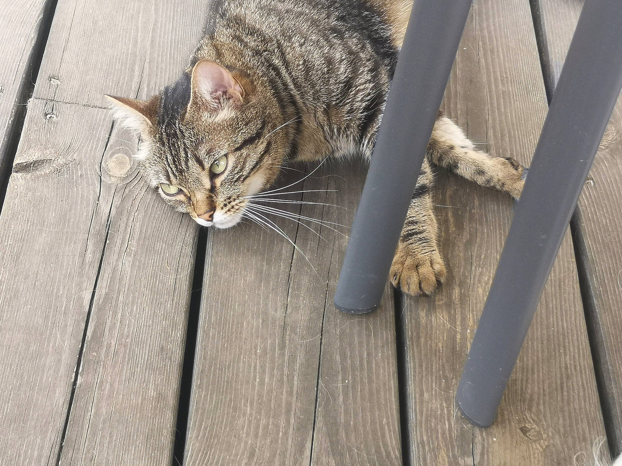 Nuage a rejoint le concours — aidez-le/la à gagner de superbes lots ! carnivore, cat, claw, domestic_short_haired_cat, eye, fawn, felidae, fur, grass, hardwood, paw, plank, plant, small_to_medium_sized_cats, snout, tail, terrestrial_animal, tree, whiskers, wood