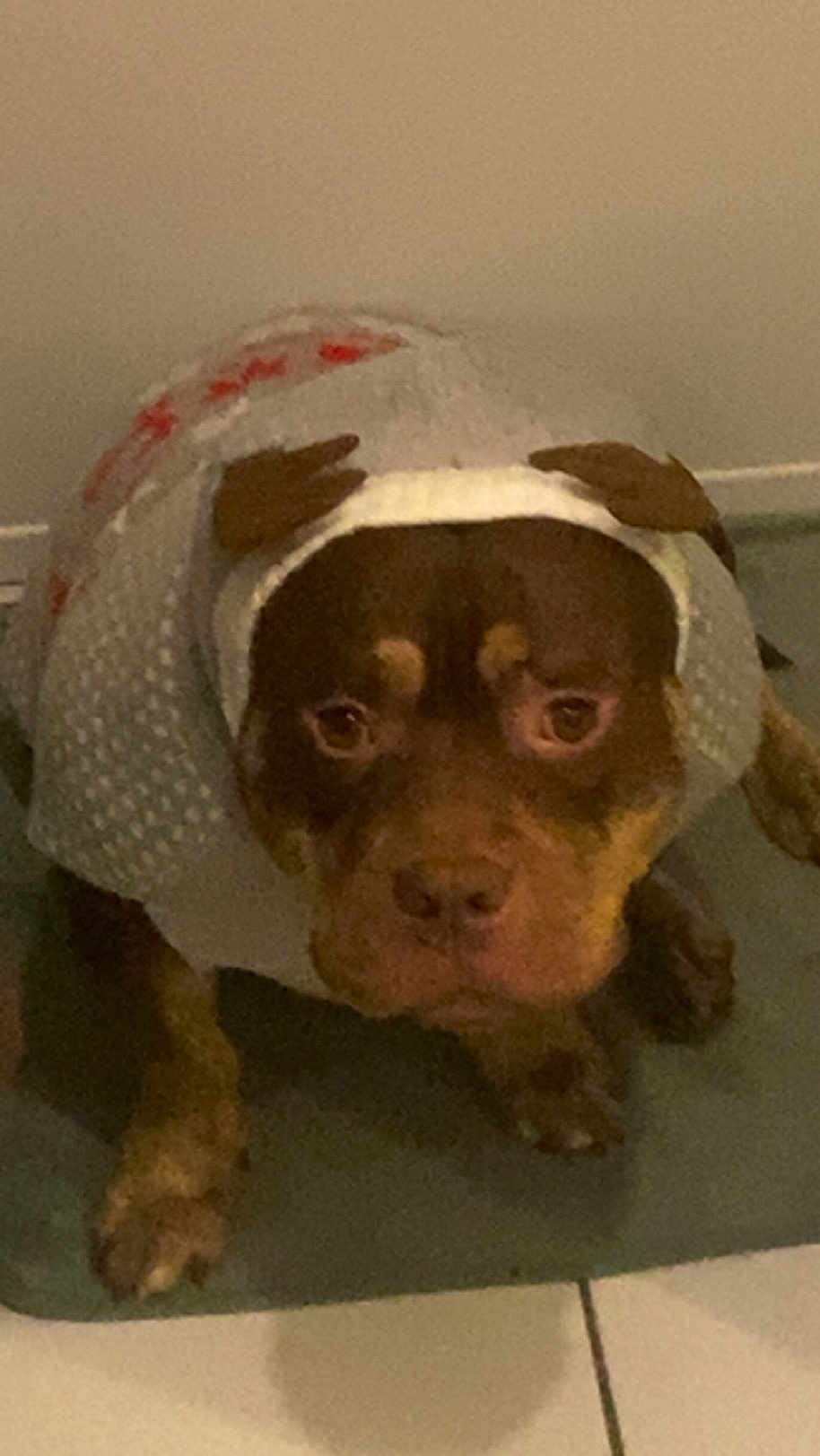 Thanos participe au concours pour gagner de l'argent avec cette photo : dog, brown_dog, sweater, antlers, pet_clothing, indoors, floor_tiles, looking_up, cute, cozy, animal, mammal, domestic_animal, canine, companion, fur, eyes, paws, resting, home