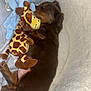 Woody joined the competition — help win amazing prizes! puppy, dog, sleeping, bed, blanket, plush_toy, giraffe_toy, elephant_toy, cozy, cute, small_dog, brown_dog, pet, indoor, resting, fur, animal, snuggling, soft, comfort