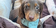 Woody is registered to the contest to win money with this photo: puppy, dog, pet_bed, car_interior, plush_toy, harness, brown_fur, cute, young_dog, car_seat, seatbelt_buckle, car_door, window, soft_bed, toy, animal, pet, cozy, travel, adorable