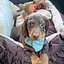 puppy, dog, pet_bed, car_interior, plush_toy, harness, brown_fur, cute, young_dog, car_seat, seatbelt_buckle, car_door, window, soft_bed, toy, animal, pet, cozy, travel, adorable