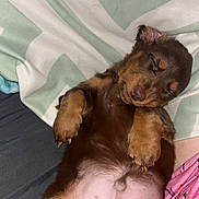 Woody joined the competition — help win amazing prizes! puppy, sleeping, brown_fur, dog, cute, pet, nap, blanket, cozy, fur, paw, resting, indoors, animal, young, adorable, soft, relaxed, closeup, snout