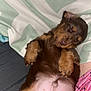 puppy, sleeping, brown_fur, dog, cute, pet, nap, blanket, cozy, fur, paw, resting, indoors, animal, young, adorable, soft, relaxed, closeup, snout