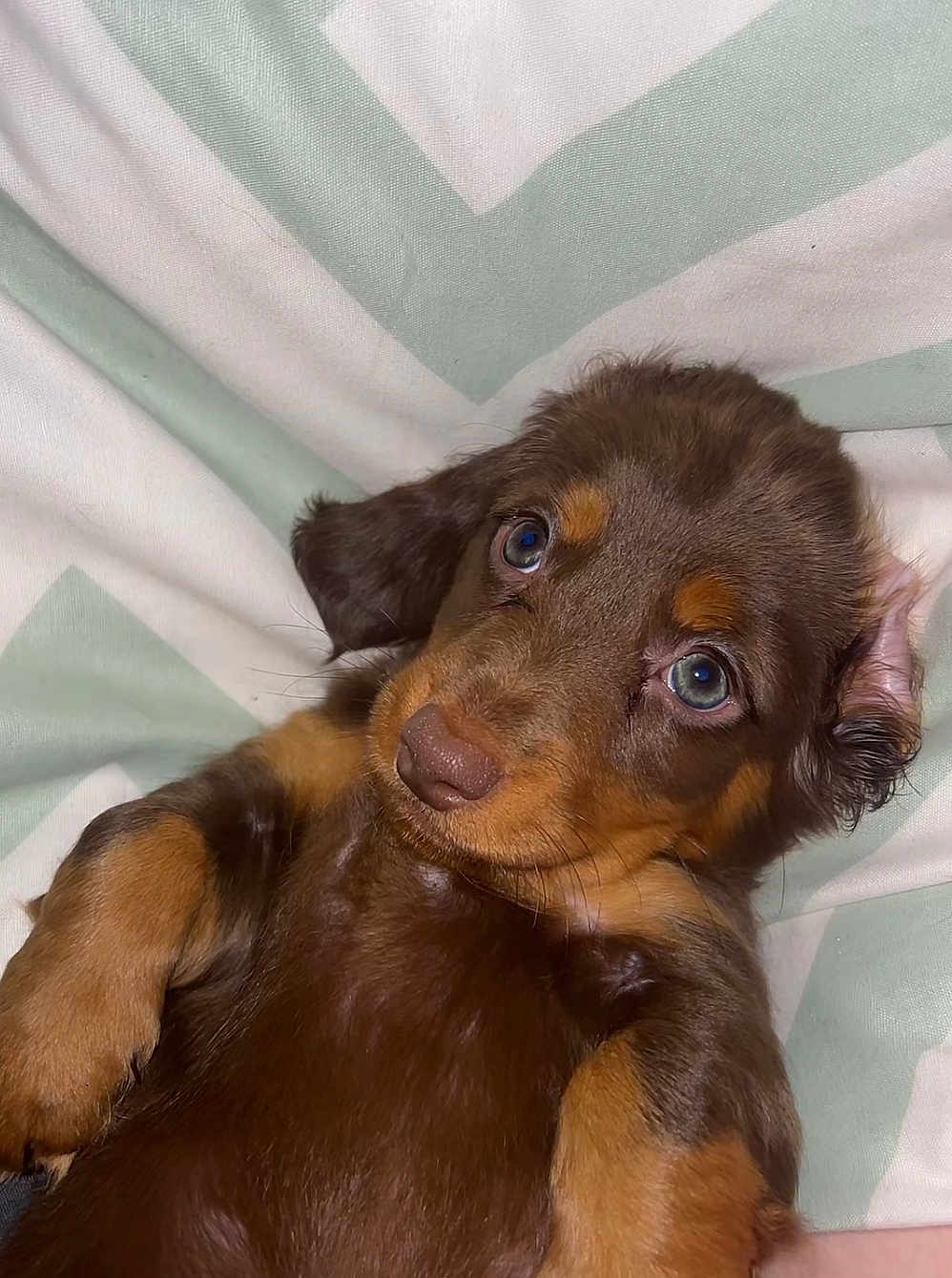 Woody is registered to the contest to win money with this photo: puppy, dog, brown_fur, blue_eyes, lying_down, cute, pet, animal, canine, fur, paw, blanket, indoor, close_up, adorable, young_dog, face, expression, portrait, resting