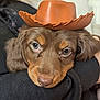 Woody joined the competition — help win amazing prizes! puppy, dog, cowboy_hat, brown_dog, pet, cute, animal, portrait, close_up, fur, ears, nose, eyes, hat, resting, indoor, cozy, black_clothing, face, adorable