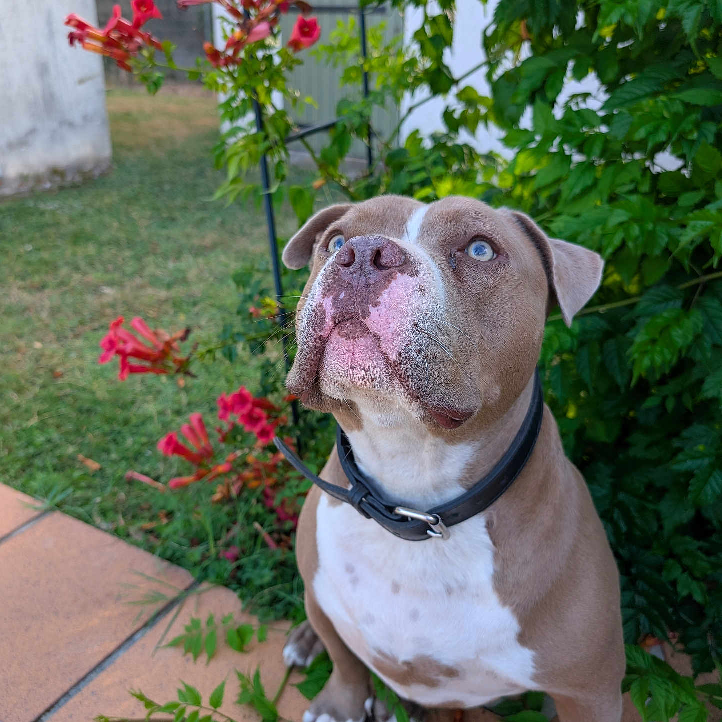 Solene Bouet participe au concours pour gagner de l'argent avec cette photo : animal, blue_eyes, canine, closeup, collar, daylight, dog, ears, flowers, fur, garden, greenery, looking_up, nature, outdoor, pet, plant, sitting, snout, tile_floor