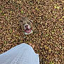 dog, smiling, autumn, leaves, fall, barefoot, white_dress, lace, outdoor, happy, brown_dog, nature, seasonal, looking_up, tongue_out, grass, person, pet, playful, joyful