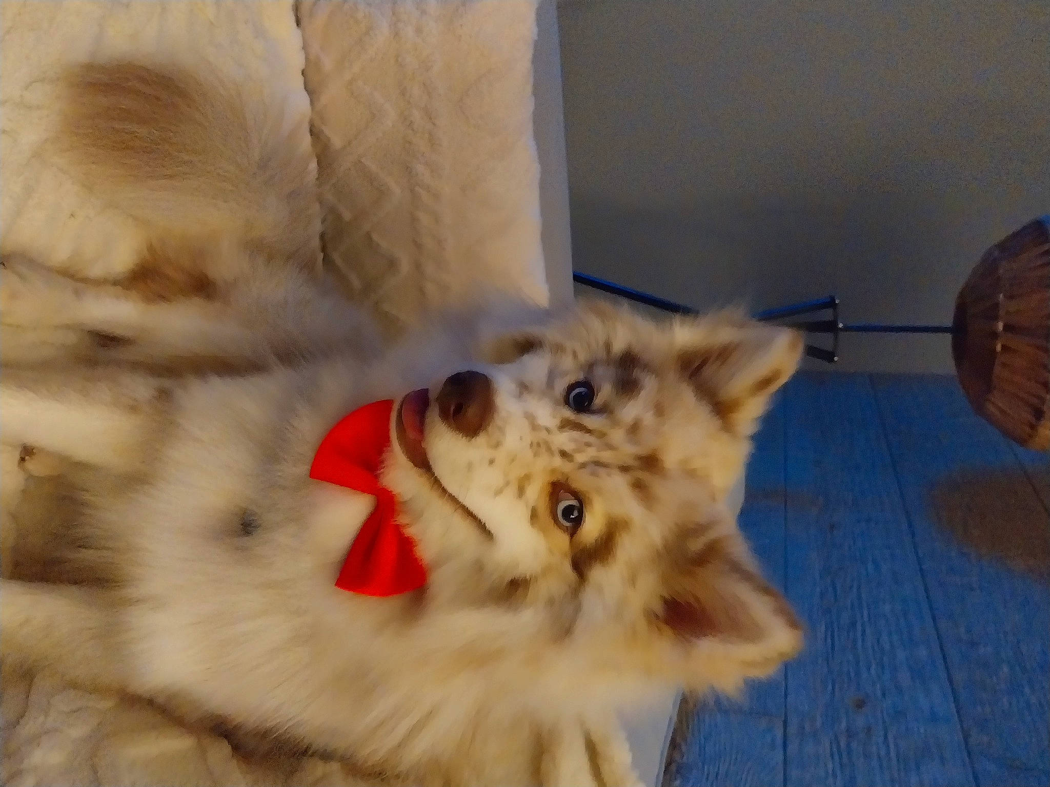 Skittles participe au concours pour gagner de l'argent avec cette photo : canidae, carnivore, cat, claw, companion_dog, dog_breed, fang, fawn, felidae, fur, mechanical_fan, paw, small_to_medium_sized_cats, snout, spitz, sporting_group, tail, terrestrial_animal, whiskers, wood