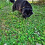 black_cat, cat, grass, outdoor, nature, greenery, fence, park, animal, fur, pet, mammal, eyes, whiskers, tail, stealth, focus, daylight, blurred_background, plant