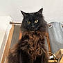 cat, black_cat, fluffy, yellow_eyes, indoor, curtain, furniture, pet, animal, looking, portrait, furry, long_hair, domestic_cat, close_up, mammal, whiskers, cute, alert, sitting