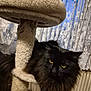 cat, black_cat, cat_tree, feline, pet, indoor, fluffy, yellow_eyes, fur, curtains, lace, window, radiator, animal, mammal, domestic_animal, resting, relaxed, cozy, home
