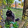 cat, black_cat, fluffy, outdoor, grass, tree_trunks, moss, lichen, greenery, garden, yellow_eyes, nature, animal, pet, feline, curious, daylight, plants, leaves, calm
