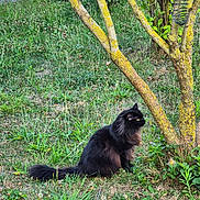 Irys a rejoint le concours — aidez-le/la à gagner de superbes lots ! cat, black_cat, fluffy, grass, tree, yellow_moss, outdoor, nature, animal, pet, greenery, plant, sitting, fur, wildlife, tree_branch, garden, moss, leaf, side_view