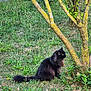 cat, black_cat, fluffy, grass, tree, yellow_moss, outdoor, nature, animal, pet, greenery, plant, sitting, fur, wildlife, tree_branch, garden, moss, leaf, side_view