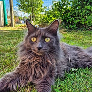 Loky a rejoint le concours — aidez-le/la à gagner de superbes lots ! cat, gray_cat, fluffy, yellow_eyes, flower, grass, outdoor, garden, greenery, sunny, pet, animal, feline, nature, relaxed, closeup, whiskers, ears, background, leafy_bushes