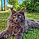 Loky