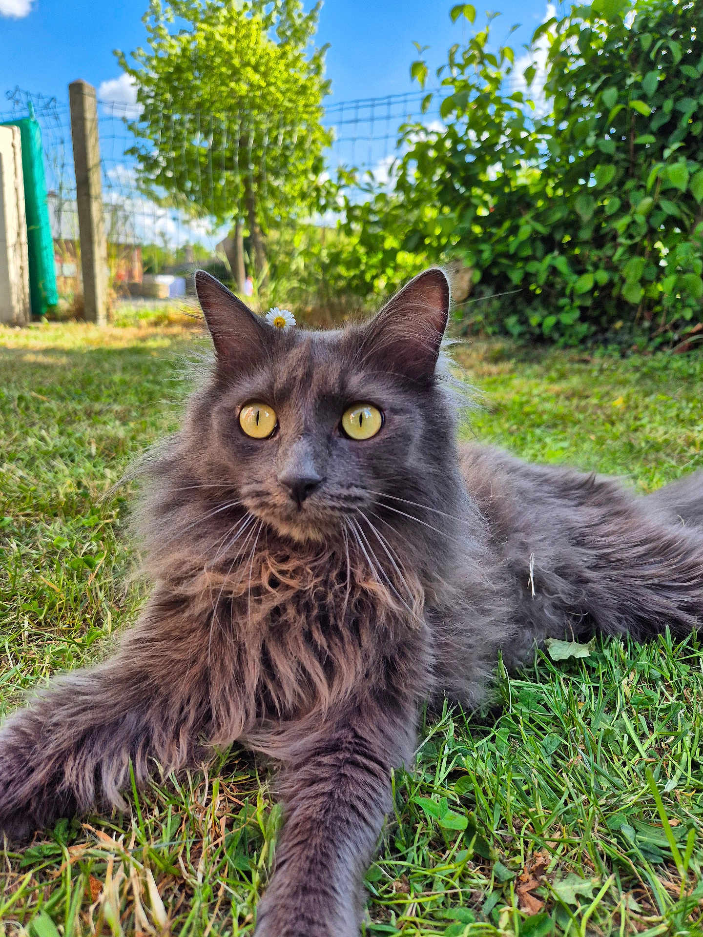 Loky