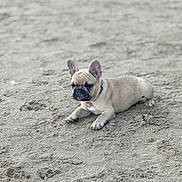 Vayana participe au concours pour gagner de l'argent avec cette photo : adorable, animal, beach, canine, collar, cute, dog, ears, french_bulldog, fur, lying_down, nature, outdoor, pet, playful, puppy, sand, small, snout, young
