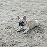 adorable, animal, beach, canine, collar, cute, dog, ears, french_bulldog, fur, lying_down, nature, outdoor, pet, playful, puppy, sand, small, snout, young
