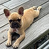Vayana participe au concours pour gagner de l'argent avec cette photo : animal, canine, collar, cute, dog, domestic_animal, ears, french_bulldog, fur, laying_down, looking_at_camera, outdoor, paws, pet, pink_tag, puppy, resting, summer, wooden_deck, young