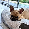 Vayana a rejoint le concours — aidez-le/la à gagner de superbes lots ! animal, bed, cozy, cute, dog, ear, french_bulldog, fur, greenery, home, indoor, nose, paw, pet, puppy, relaxing, resting, sleepy, tile_floor, window