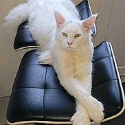 Uki participe au concours pour gagner de l'argent avec cette photo : cat, white_cat, feline, pet, animal, chair, black_chair, furniture, indoor, relaxed, fluffy, long_fur, green_eyes, paws, stretching, portrait, domestic_animal, resting, cute, calm