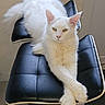 cat, white_cat, feline, pet, animal, chair, black_chair, furniture, indoor, relaxed, fluffy, long_fur, green_eyes, paws, stretching, portrait, domestic_animal, resting, cute, calm
