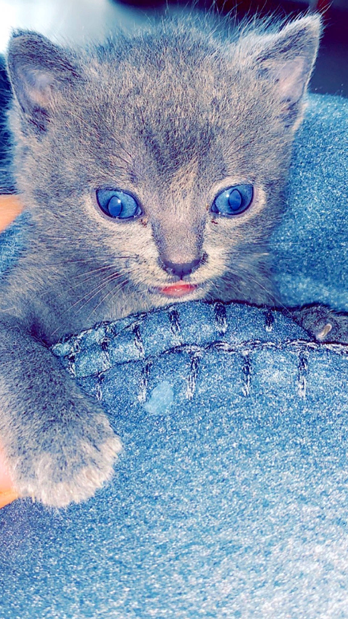 Romy a rejoint le concours — aidez-le/la à gagner de superbes lots ! art, azure, carnivore, cat, comfort, electric_blue, felidae, fur, grey, pattern, russian_blue, small_to_medium_sized_cats, snout, terrestrial_animal, whiskers