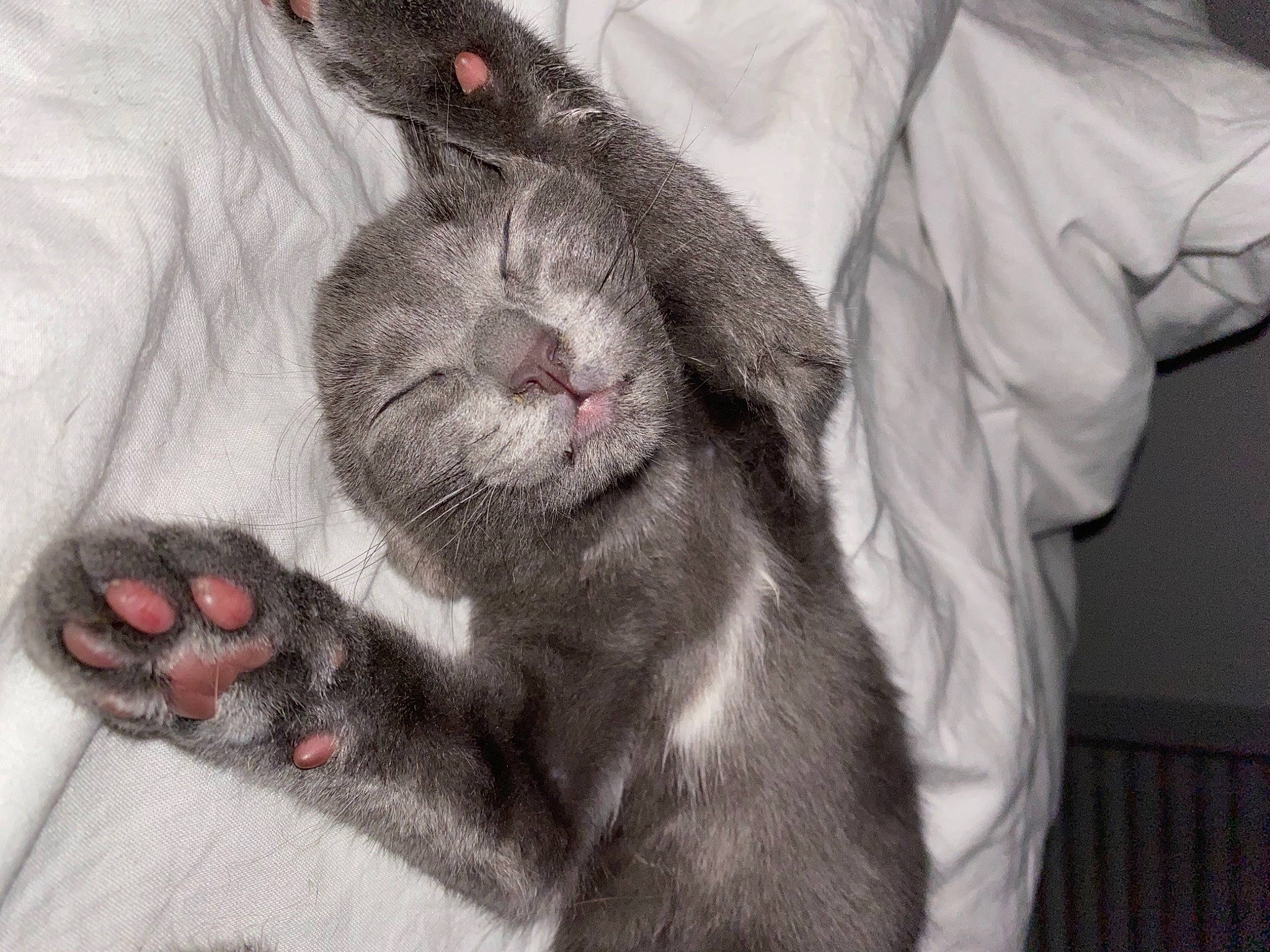 Romy participe au concours pour gagner de l'argent avec cette photo : carnivore, cat, claw, comfort, dog_breed, domestic_short_haired_cat, ear, eyelash, fang, felidae, foot, fur, gesture, grey, paw, sleeve, small_to_medium_sized_cats, snout, tail, whiskers