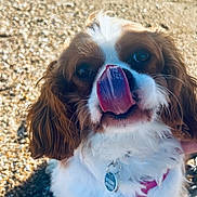 Sully participe au concours pour gagner de l'argent avec cette photo : animal, brown_fur, canine, close_up, collar, cute, daylight, dog, ears, fur, happy, nature, nose, outdoor, pet, playful, sunlight, tag, tongue, white_fur