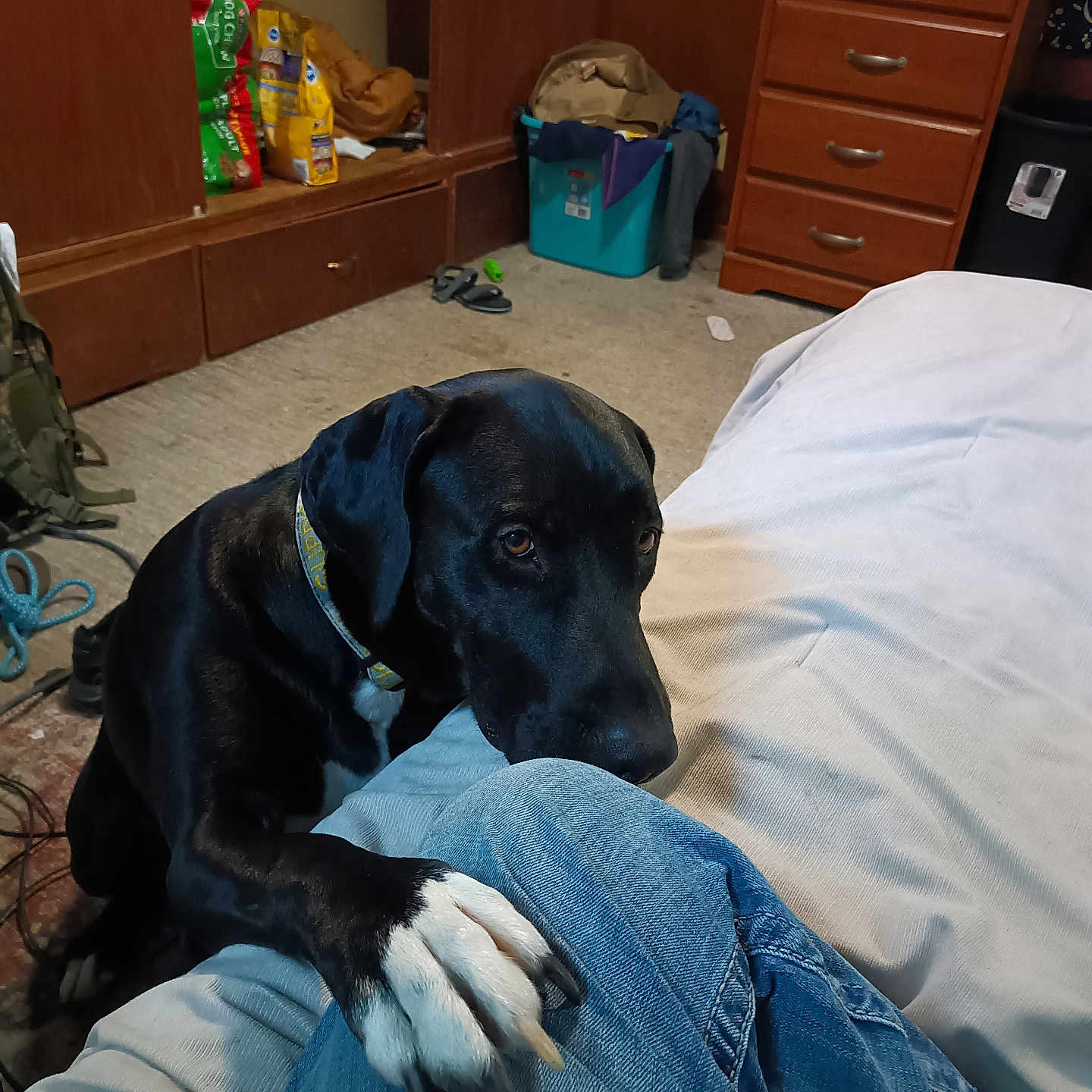 Kharisma is registered to the contest to win money with this photo: dog, black_dog, white_paws, paw, jeans, knee, indoor, room, carpet, dresser, drawer, storage_bin, clothing, footwear, backpack, pet, canine, floor, wooden_furniture, casual