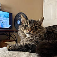 Vader joined the competition — help win amazing prizes! cat, tabby, fluffy, indoor, bedspread, furniture, relaxed, pet, animal, whiskers, ears, tail, fur, closeup, domestic, mammal, resting, cute, cozy, household