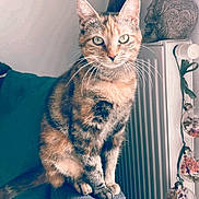 Athena a rejoint le concours — aidez-le/la à gagner de superbes lots ! abyssinian, animal, appliance, architecture, building, cat, chair, couch, cushion, device, electricaldevice, furniture, homedecor, indoors, interiordesign, kitten, livingroom, manx, pet, radiator