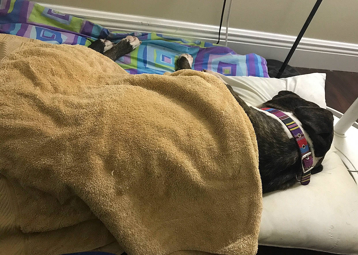 Ares joined the competition — help win amazing prizes! canidae, comfort, fawn, linens, nap, sporting_group, textile