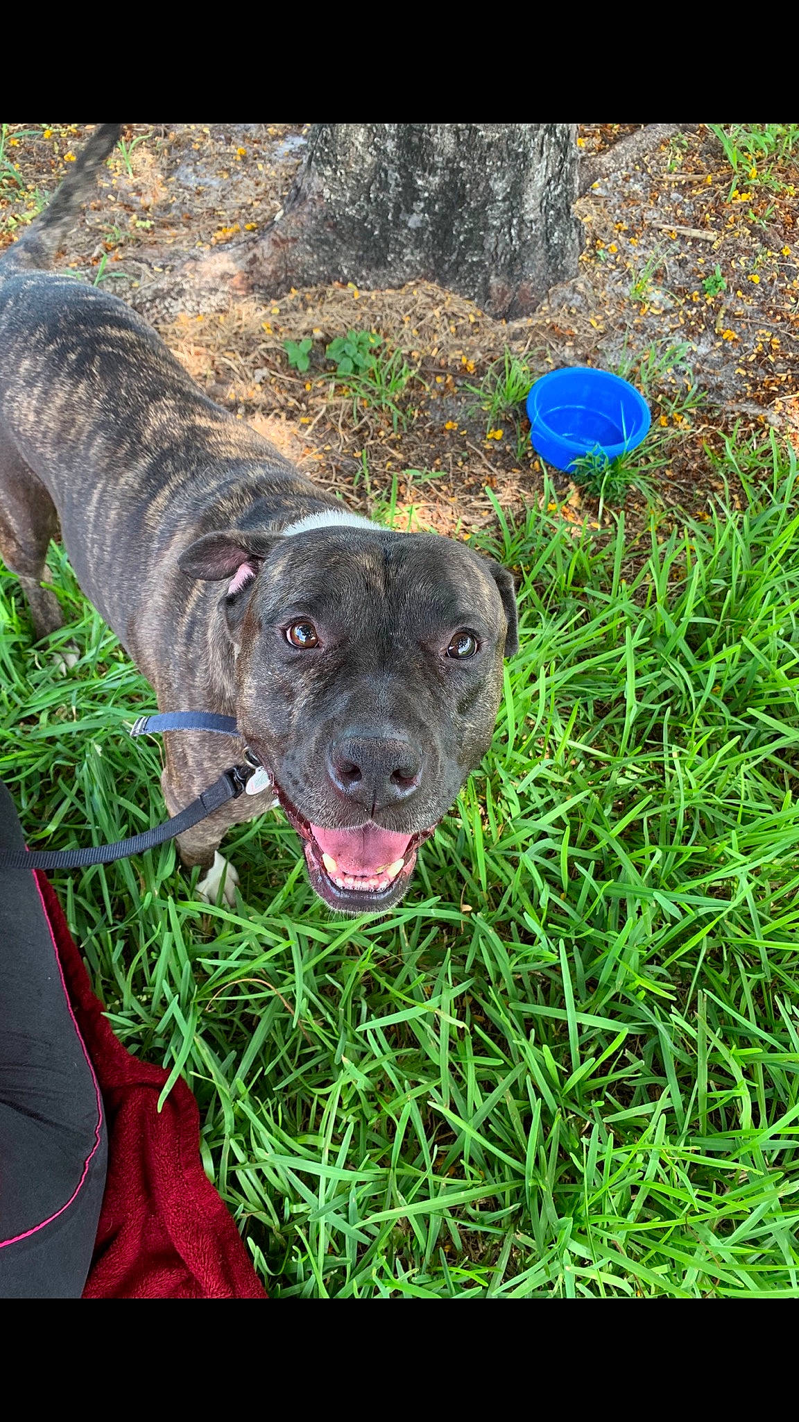 Ares is registered to the contest to win money with this photo: alaunt, american_pit_bull_terrier, american_staffordshire_terrier, bandog, canidae, carnivore, dog, dog_breed, fawn, grass, mammal, molosser, non_sporting_group, snout, sporting_group, staffordshire_bull_terrier