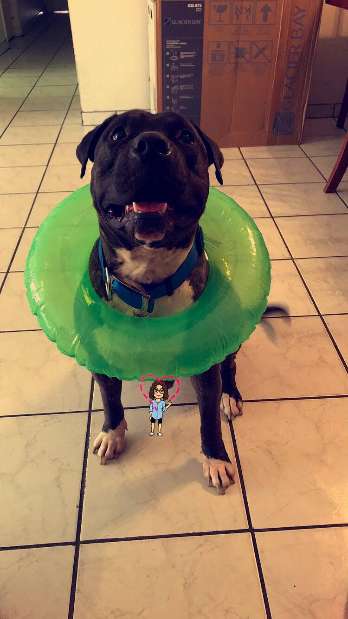 Ares joined the competition — help win amazing prizes! american_bulldog, american_pit_bull_terrier, bandog, canidae, carnivore, companion_dog, dog, dog_breed, dog_clothes, dog_collar, fawn, non_sporting_group, pit_bull, pug, snout, sporting_group, staffordshire_bull_terrier