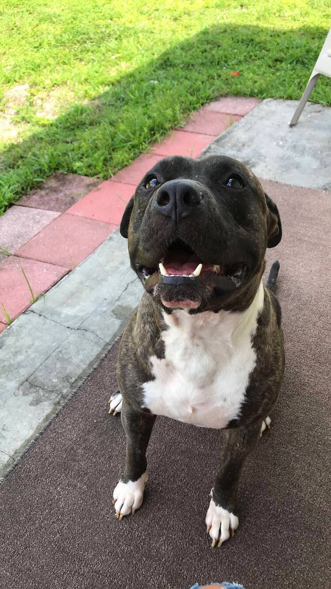 Ares joined the competition — help win amazing prizes! american_bulldog, american_pit_bull_terrier, american_staffordshire_terrier, bandog, bulldog, bully_kutta, canidae, carnivore, dog, dog_breed, fawn, mammal, non_sporting_group, nose, pit_bull, rare_breed_dog, snout, sporting_group, staffordshire_bull_terrier, vertebrate