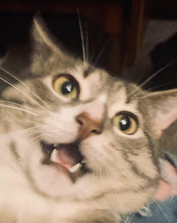 Gary is registered to the contest to win money with this photo: carnivore, cat, domestic_short_haired_cat, ear, eye, eyebrow, eyelash, felidae, fur, head, iris, moustache, paw, photo_caption, selfie, small_to_medium_sized_cats, snout, whiskers