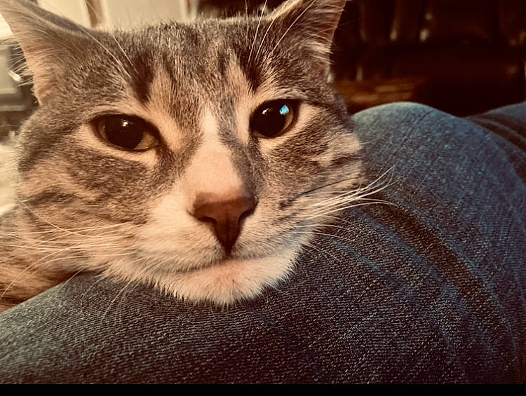 Gary joined the competition — help win amazing prizes! carnivore, cat, comfort, domestic_short_haired_cat, felidae, fur, paw, small_to_medium_sized_cats, snout, square, terrestrial_animal, whiskers