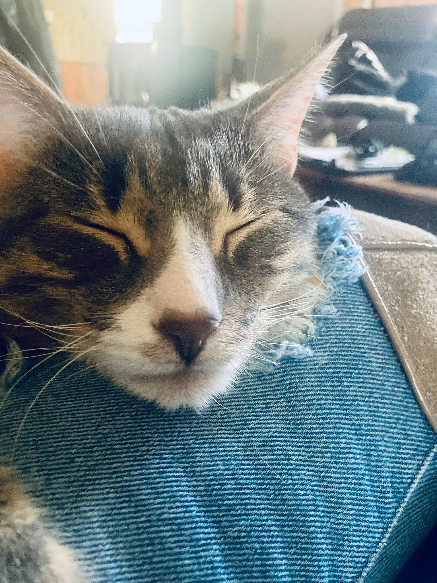 Gary is registered to the contest to win money with this photo: carnivore, cat, claw, close_up, comfort, domestic_short_haired_cat, felidae, fur, grey, nap, pattern, paw, sky, sleep, small_to_medium_sized_cats, snout, tail, tree, whiskers, window