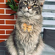 Vertex a rejoint le concours — aidez-le/la à gagner de superbes lots ! cat, fluffy, bow_tie, grey_cat, pet, animal, feline, sitting, table, glass_table, brick_wall, plant, leafy_plant, indoor, portrait, close_up, whiskers, ears, fur, cute