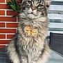 animal, bow_tie, brick_wall, cat, close_up, cute, ears, feline, fluffy, fur, glass_table, grey_cat, indoor, leafy_plant, pet, plant, portrait, sitting, table, whiskers