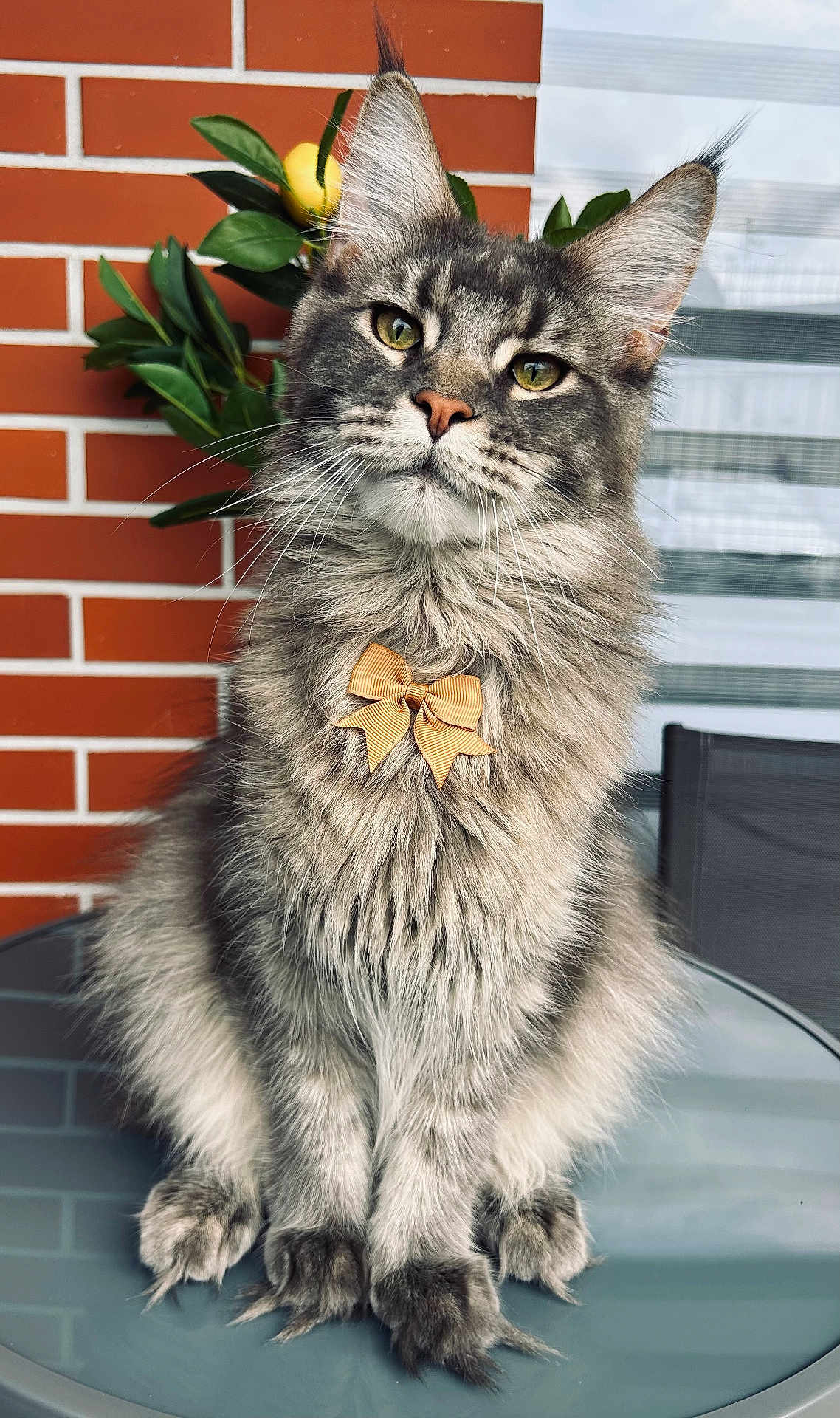 Vertex a rejoint le concours — aidez-le/la à gagner de superbes lots ! cat, fluffy, bow_tie, grey_cat, pet, animal, feline, sitting, table, glass_table, brick_wall, plant, leafy_plant, indoor, portrait, close_up, whiskers, ears, fur, cute